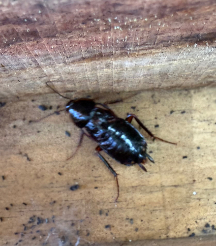 Turkestan Cockroach