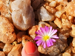 Conophytum smorenskaduense