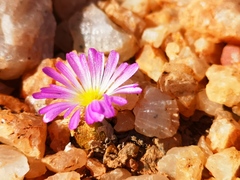 Conophytum smorenskaduense