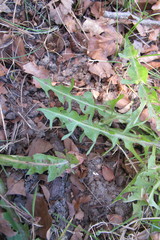 Taraxacum pulchrifolium