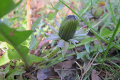 Taraxacum pulchrifolium