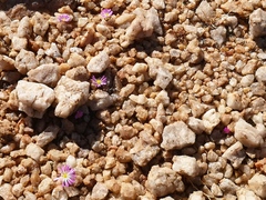 Conophytum smorenskaduense