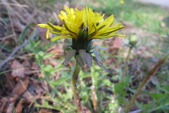Taraxacum pulchrifolium
