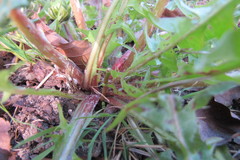 Taraxacum pulchrifolium