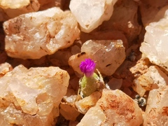Conophytum smorenskaduense