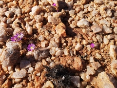Conophytum smorenskaduense