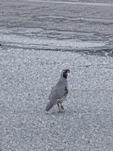 Gambel's Quail observed by ilenet