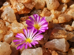 Conophytum smorenskaduense