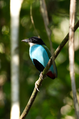 Azure-Breasted Pitta photo 4