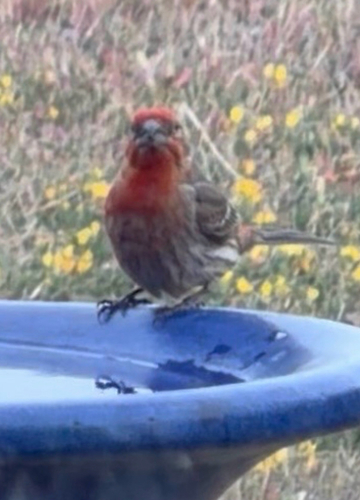 House Finch observed by robin_mcguire1