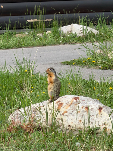 Columbian Ground Squirrel observed by chris_commisso