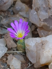 Conophytum smorenskaduense