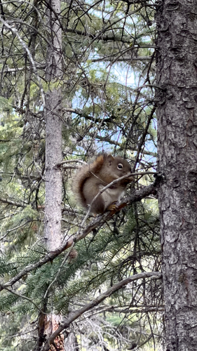 American Red Squirrel observed by chris_commisso