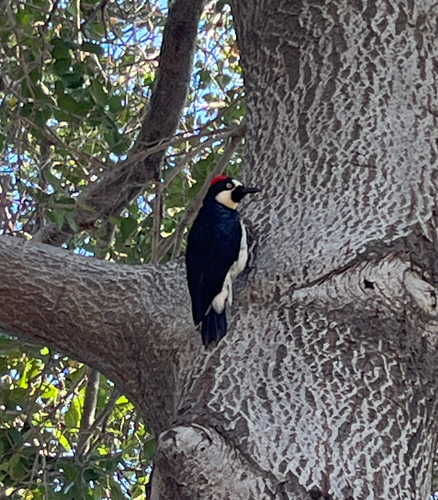 Acorn Woodpecker observed by floatinginthewind