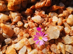 Conophytum smorenskaduense