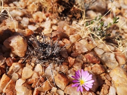 Conophytum smorenskaduense