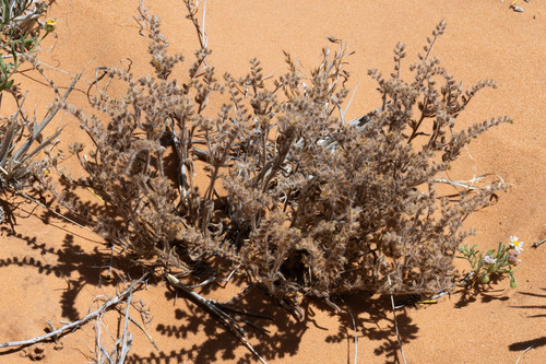 Cryptantha crassisepala