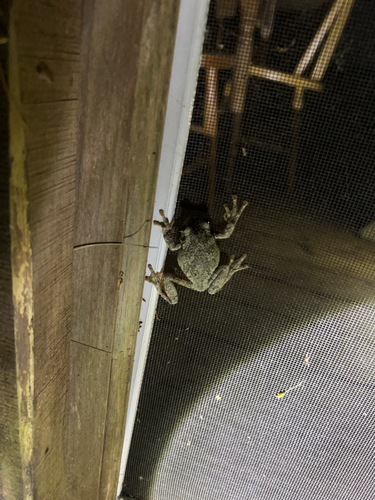 Gray Treefrog observed by kimlapierre