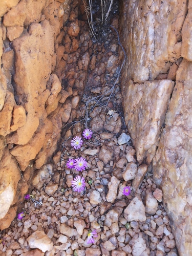 Conophytum smorenskaduense