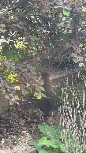 Groundhog observed by sjacobi22