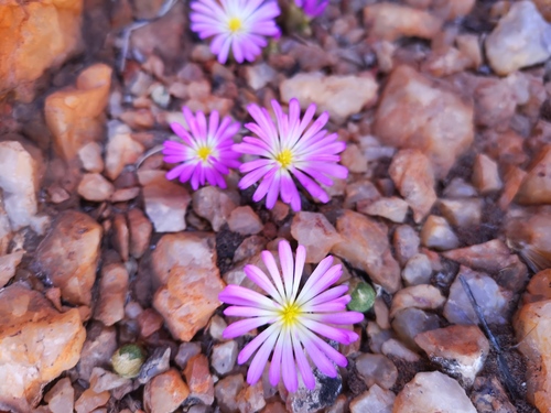 Conophytum smorenskaduense
