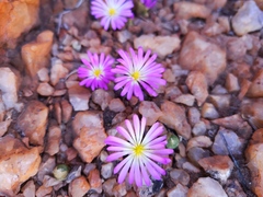 Conophytum smorenskaduense