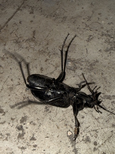 Calosoma peregrinator