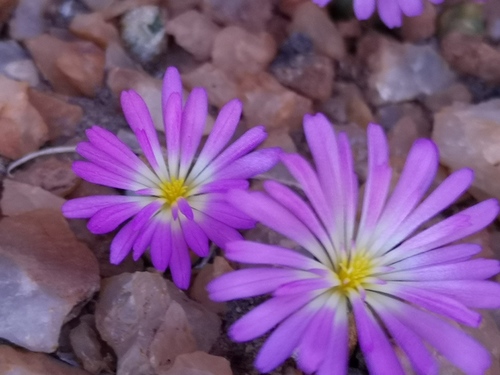 Conophytum smorenskaduense