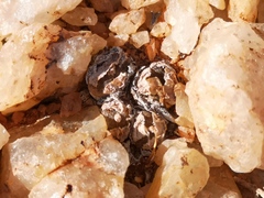 Conophytum lithopsoides lithopsoides