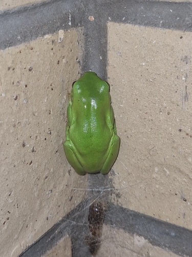 Green Tree Frog