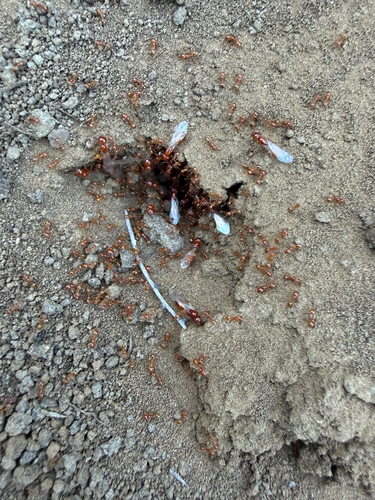 Solenopsis amblychila