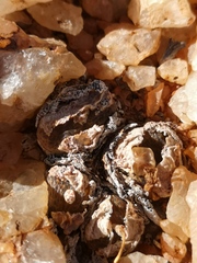 Conophytum lithopsoides lithopsoides