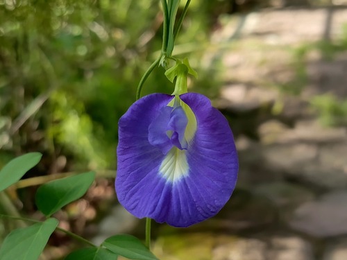 Clitoria ternatea
