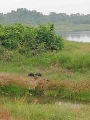 Hydrochoerus isthmius