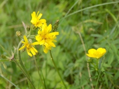 Crepis praemorsa