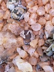 Conophytum lithopsoides lithopsoides