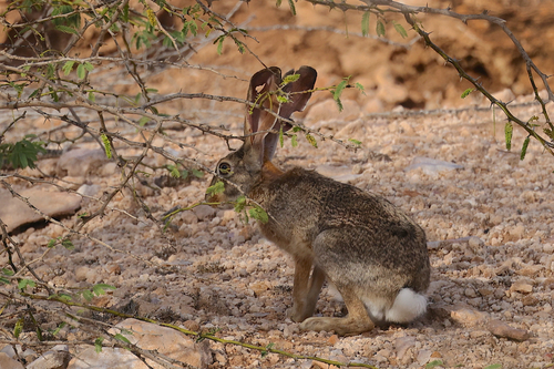 Abyssinian Hare
