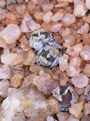 Conophytum lithopsoides lithopsoides