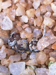 Conophytum lithopsoides lithopsoides