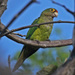 Orange-fronted Parakeet - Photo (c) Jerry Oldenettel, some rights reserved (CC BY-NC-SA)