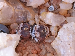 Conophytum lithopsoides lithopsoides