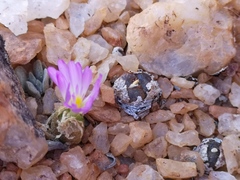 Conophytum lithopsoides lithopsoides