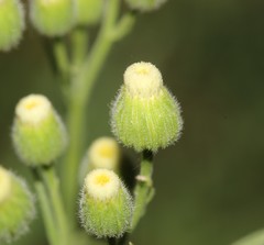 Erigeron bonariensis