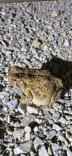 American Toad observed by alandavis