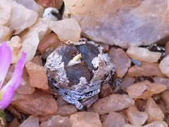 Conophytum lithopsoides lithopsoides