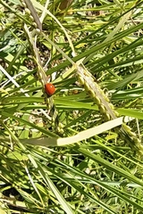 Coccinellidae
