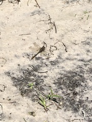 Phanogomphus minutus