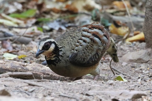 Torquéole à poitrine brune (Arborophila brunneopectus)