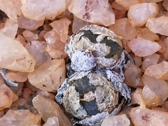 Conophytum lithopsoides lithopsoides