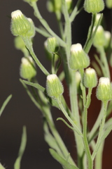 Erigeron bonariensis